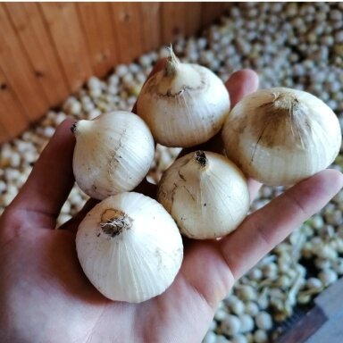 Dramblinis česnakas, JUMBO skiltelės sodinimui 3-4 cm (5 vnt.) Dramblinis česnakas, JUMBO skiltelės sodinimui 3-4 cm (5 vnt.)