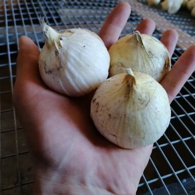 Dramblinis česnakas, JUMBO skiltelės sodinimui (5 vnt.) Dramblinis česnakas, JUMBO skiltelės sodinimui (5 vnt.)