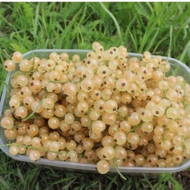 Baltieji serbentai Baltieji serbentai