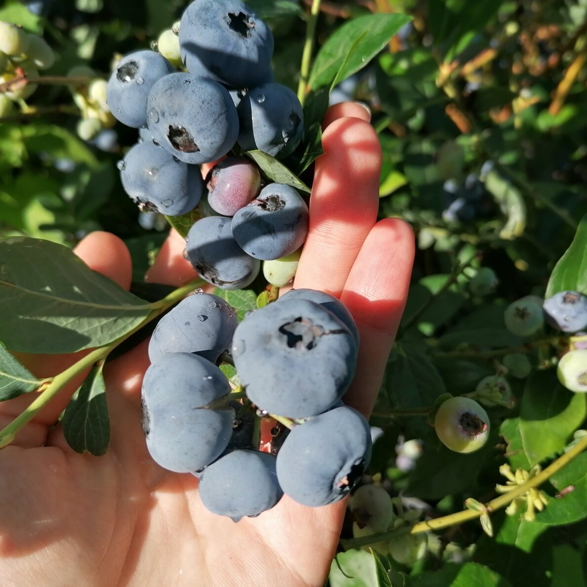 Šilauogė "Huron®" 7 Šilauogė "Huron®" 7