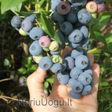 Šilauogė "Bluecrop" Šilauogė "Bluecrop"